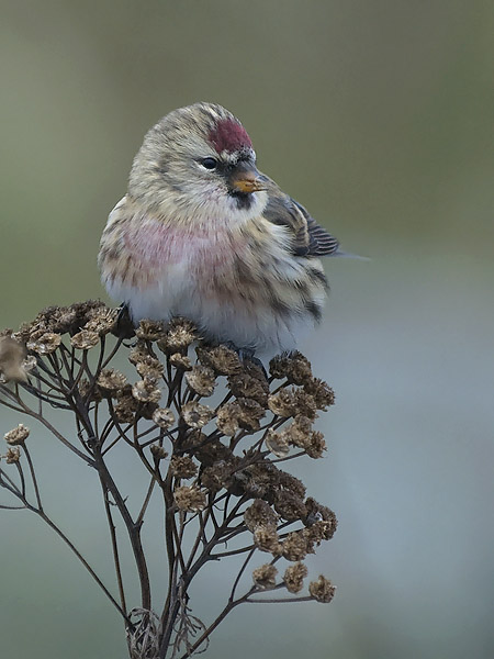 Urpiainen, Common Redpoll, Carduelis flammea